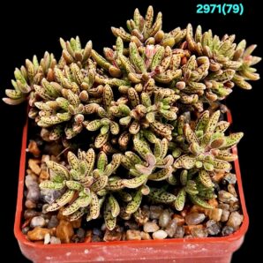 Crassula humbertii (exotic dwarf) - South Africa (6x6)-2971(79)