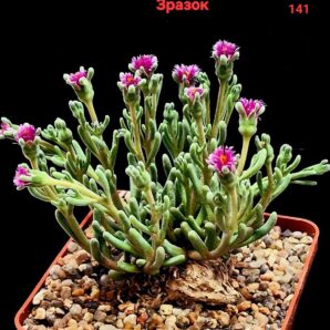 Phyllobolus spec. tenuiflorus (caudex plant) -PV 995, COP 897.35(7х7)-2973(141)