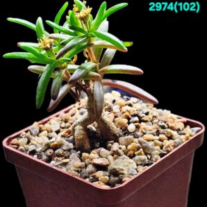 Mestoclema tuberosum (caudex plant) (7x7)-2974(102)