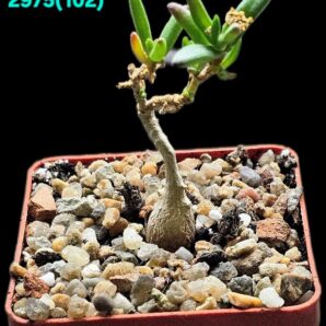 Mestoclema tuberosum (caudex plant) (6x6)-2975(102)
