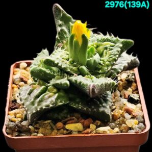 Faucaria tuberculosa `Aranami` (anacon fa.) (7x7)-2976(139)