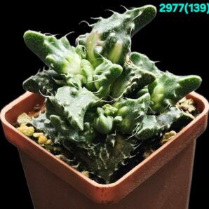 Faucaria tuberculosa `Aranami` (croco fa.) (5x5)-2977(139)