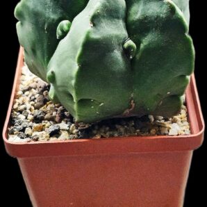 Astrophytum myriostigma fa. nudum `Fukuryu` (8x8)-2978B