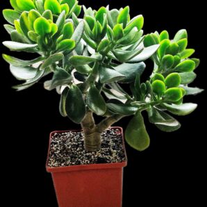 Crassula ovata (from small variegate) -bonsai (D pl.=18сm)- 2979(fr.31)