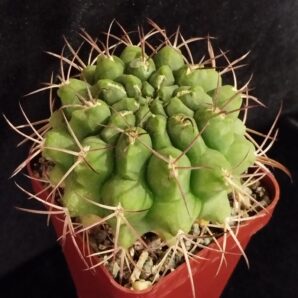 Gymnocalycium schickendantzii P17E