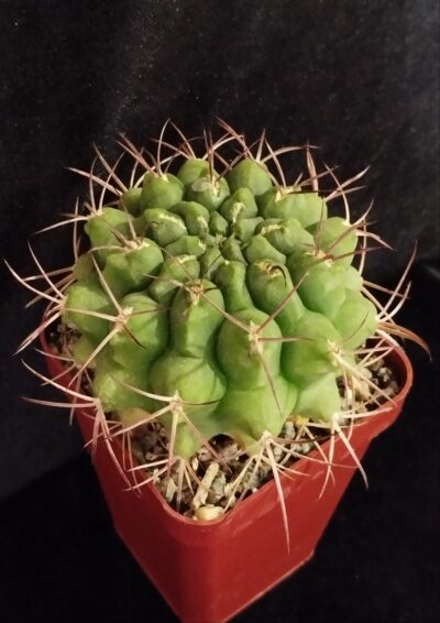 Gymnocalycium schickendantzii P17E