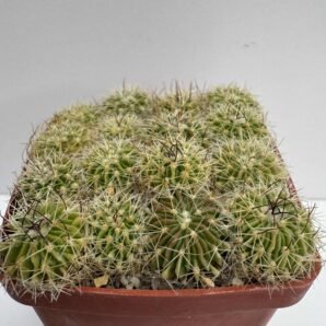 MG.309.43 Echinofossulocactus multicostatus SB1147, Los Imagines, Coah.