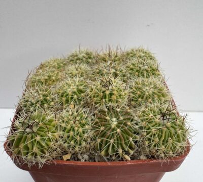 MG.309.43 Echinofossulocactus multicostatus SB1147, Los Imagines, Coah.