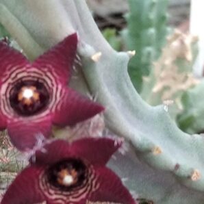 Caralluma subulata -пагони-