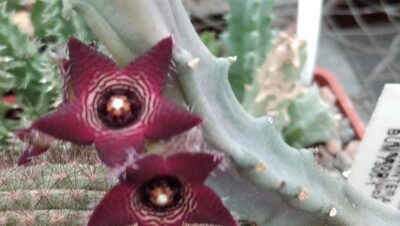 Caralluma subulata -пагони-