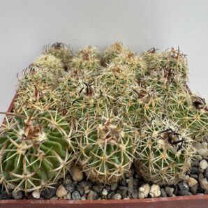 Echinofossulocactus sp. (lamellosus?), Panales, Hgo