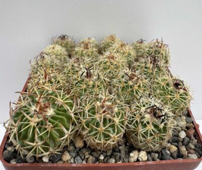 Echinofossulocactus sp. (lamellosus?), Panales, Hgo