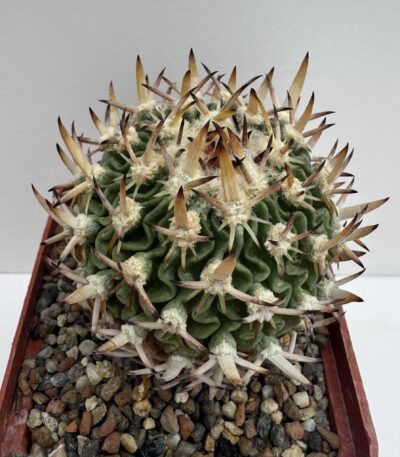 Echinofossulocactus sp. (lamellosus?), Panales, Hgo - Зображення 2