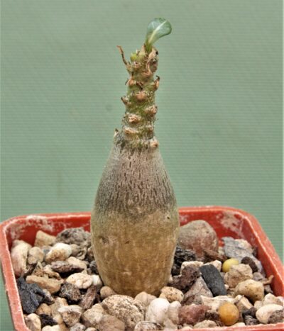 adenium-socotranum-3