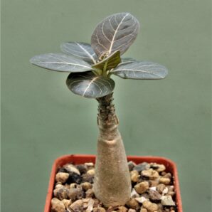adenium-socotranum-4a.