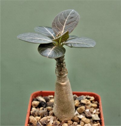 adenium-socotranum-4a.