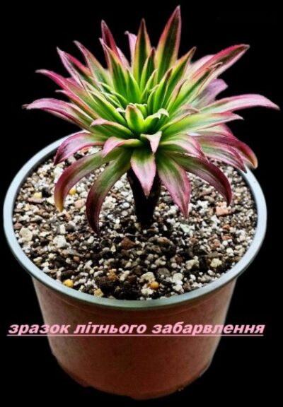 Aeonium `Firecracker` fa. variegate (fa) (D plant=19)-2967(248) - Зображення 3