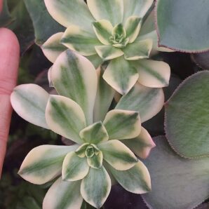 Aeonium Green Tea var.