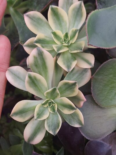Aeonium Green Tea var.