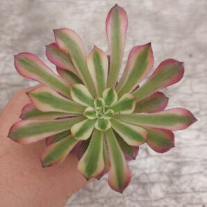 Aeonium Mardi Gras