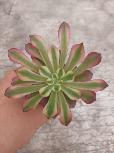 Aeonium Mardi Gras