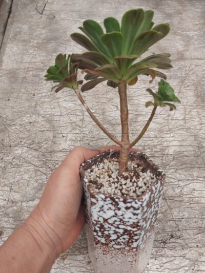 Aeonium rubrolineatum x saundersii - Зображення 2