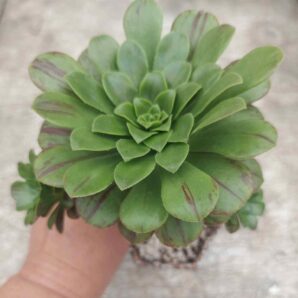 Aeonium rubrolineatum x saundersii