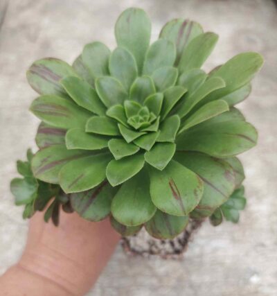Aeonium rubrolineatum x saundersii