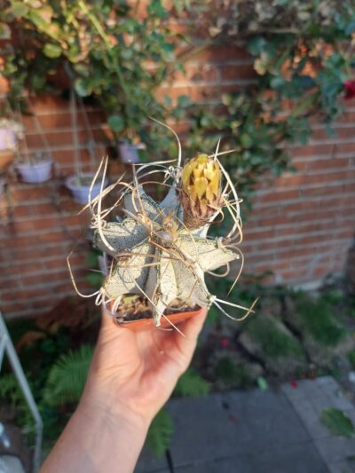 Astrophytum capricorne v. niveum - Зображення 2