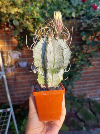 Astrophytum capricorne v. niveum