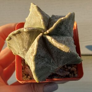 Astrophytum myriostigma