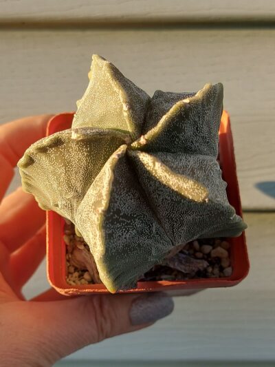 Astrophytum myriostigma