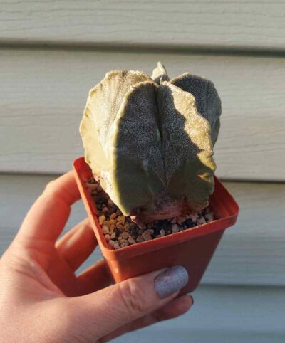 Astrophytum myriostigma - Зображення 2