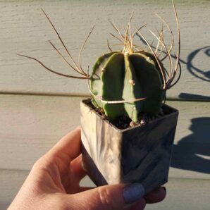 Astrophytum senile v. aureum