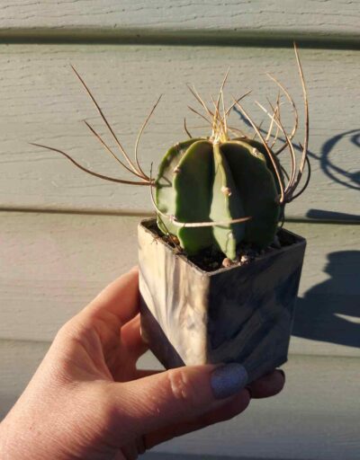 Astrophytum senile v. aureum