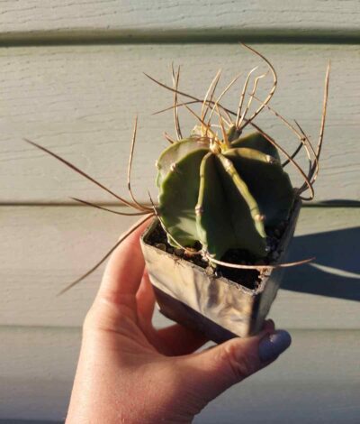 Astrophytum senile v. aureum - Зображення 2