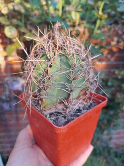 Astrophytum senile v. aureum - Зображення 2