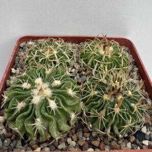 Echinofossulocactus sp., La Luz, Gto (TL M. duwei)