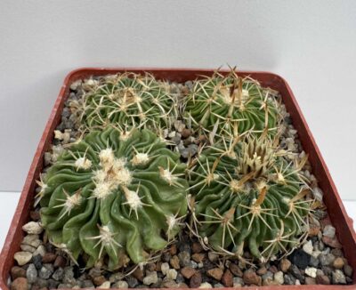 Echinofossulocactus sp., La Luz, Gto (TL M. duwei)