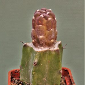 cintia-knizei-variegata.