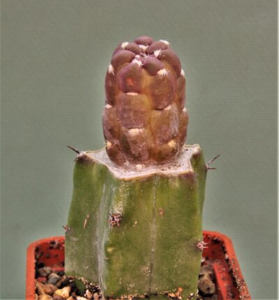 cintia-knizei-variegata.
