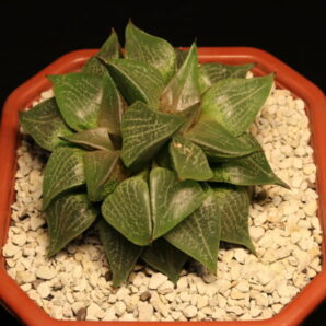 Haworthia emelyae var. comptoniana двоголова