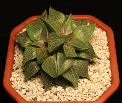 Haworthia emelyae var. comptoniana двоголова