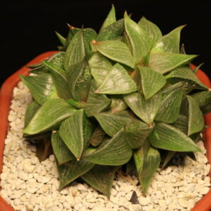 Haworthia emelyae var. comptoniana п'ятиголова