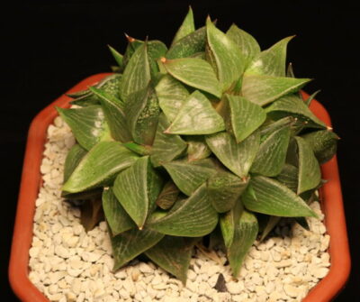 Haworthia emelyae var. comptoniana п'ятиголова