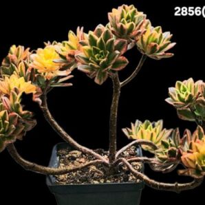 Aeonium `Bronze Medal` fa. variegate (best fa.) (D plant=31)- 2856(269)