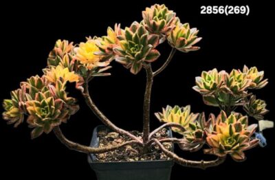 Aeonium `Bronze Medal` fa. variegate (best fa.) (D plant=31)- 2856(269)