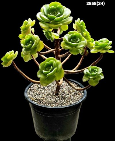 Aeonium `Lily Pad` (large leaf) (bonsai) (D plant=24)-2858(34)
