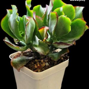 Crassula arborescens ssp. undulatifolia `Curly Bird`- Korea (D plant=11)-2863(65)
