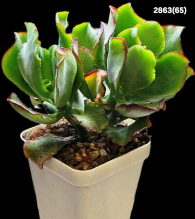 Crassula arborescens ssp. undulatifolia `Curly Bird`- Korea (D plant=11)-2863(65)